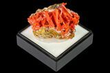Bright Orange Crocoite Crystal Cluster - Tasmania #171654-2
